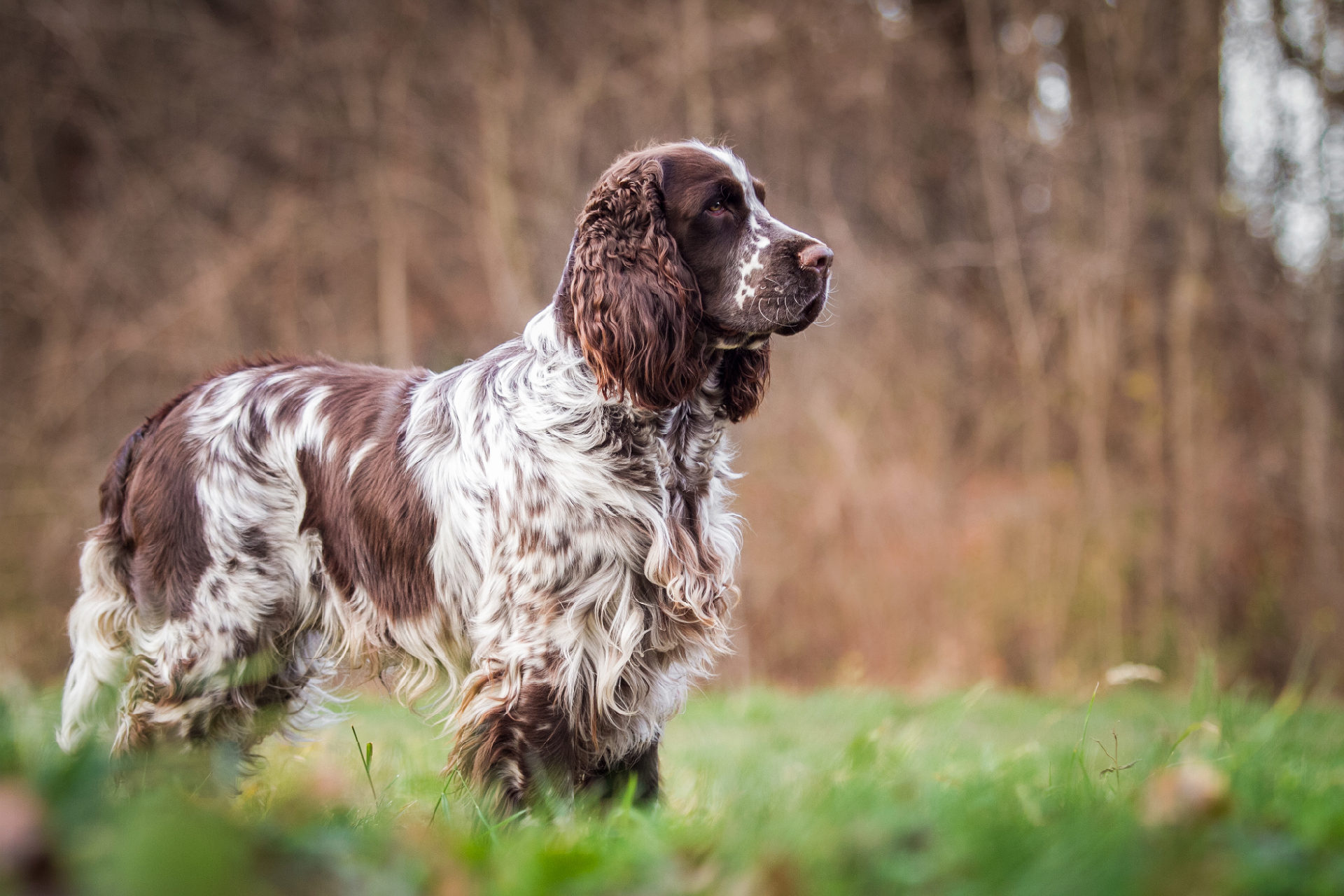 Springer Spaniel Inglês