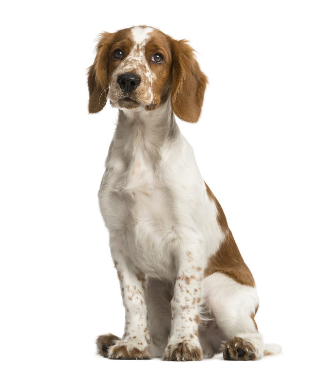 Springer Spaniel Galês
