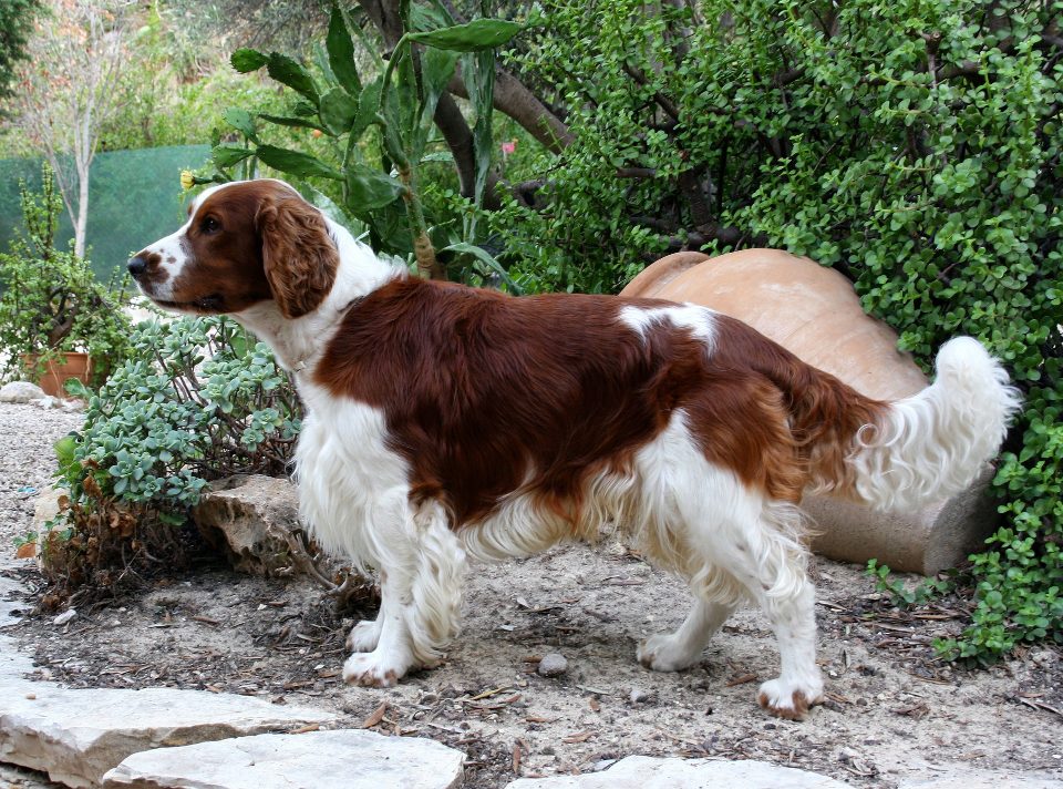 Springer Spaniel Galês
